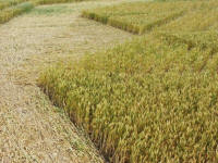 Cley Hill, Wiltshire crop circle, aerial photo 60